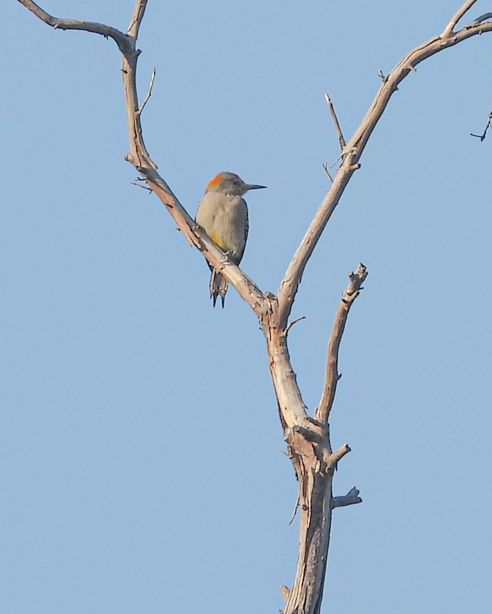 mesquitespett - ML647627992