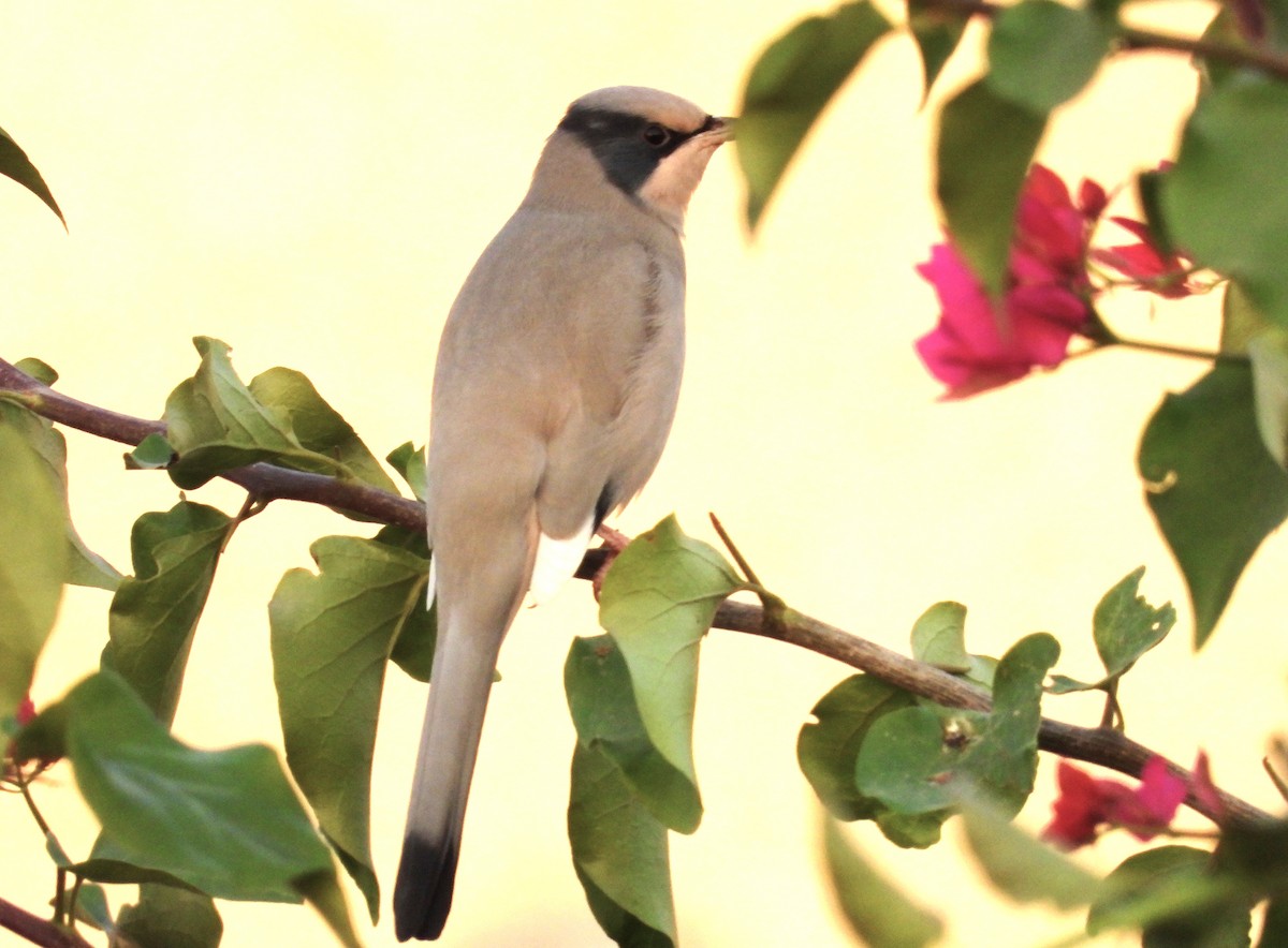 daddelfugl - ML647627993