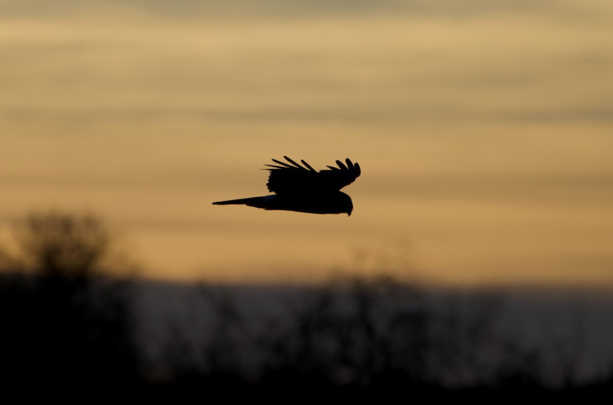 mørkmyrhauk - ML647627994