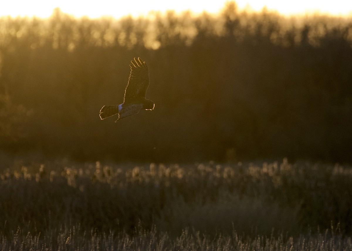 mørkmyrhauk - ML647627995