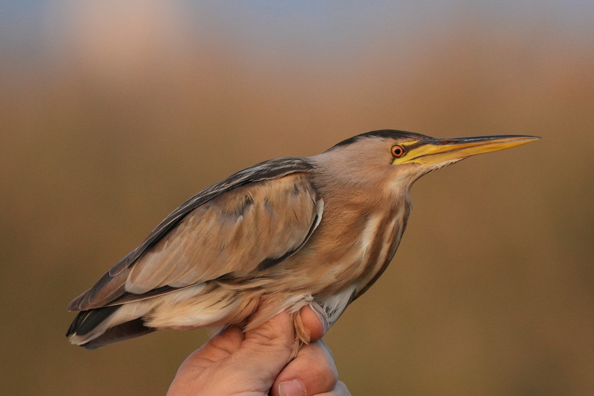 dvergrørdrum - ML647627996