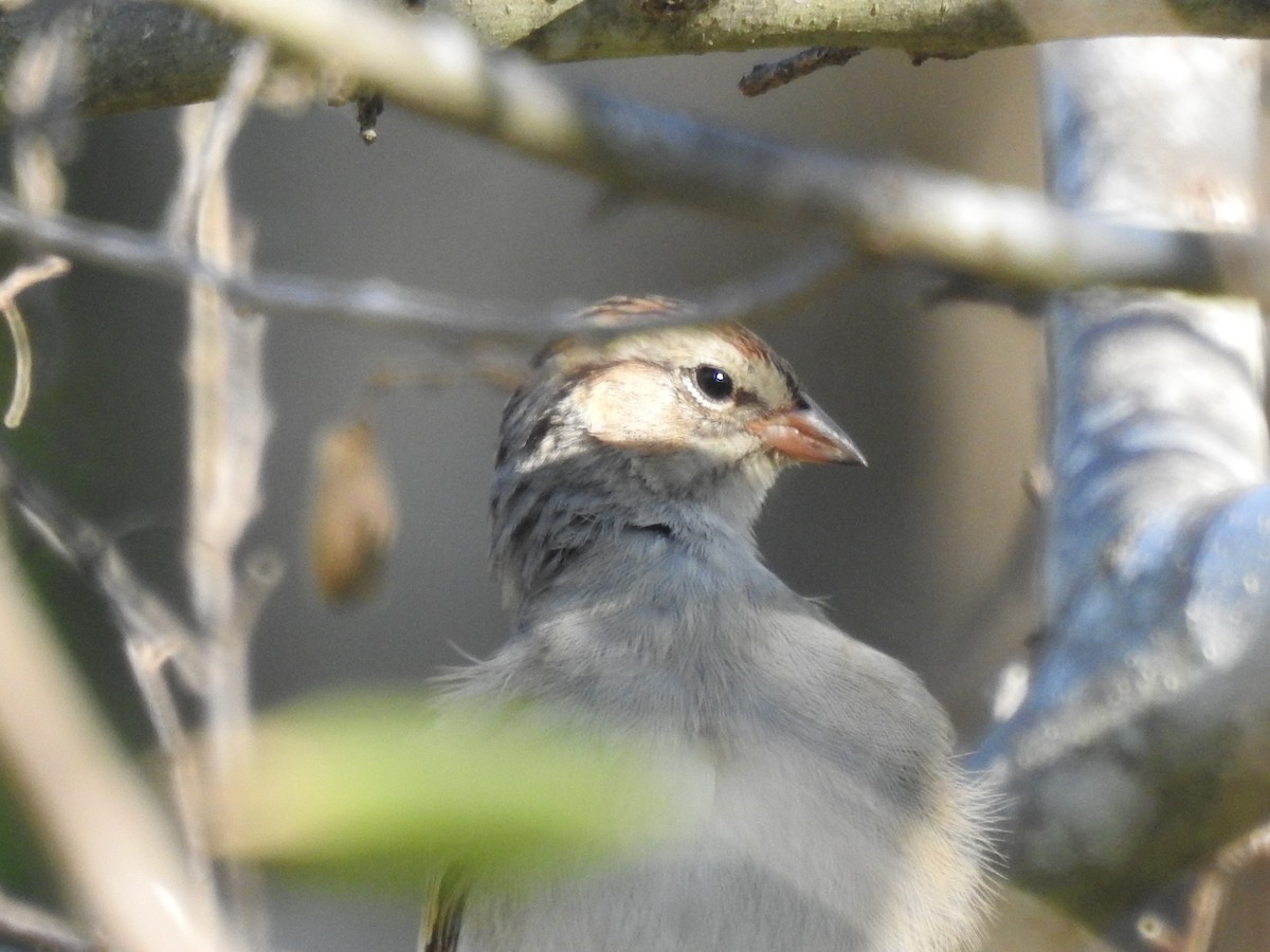 brunissespurv - ML647627997