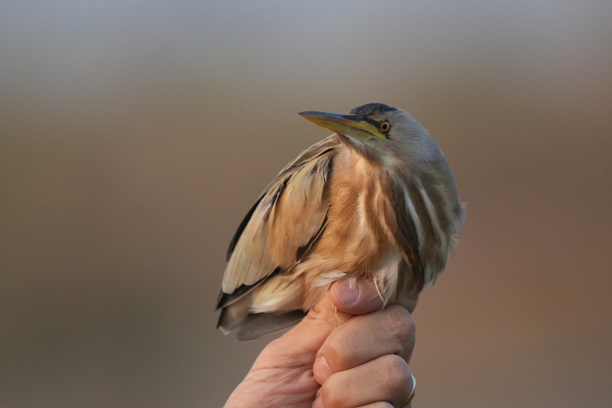 dvergrørdrum - ML647627998