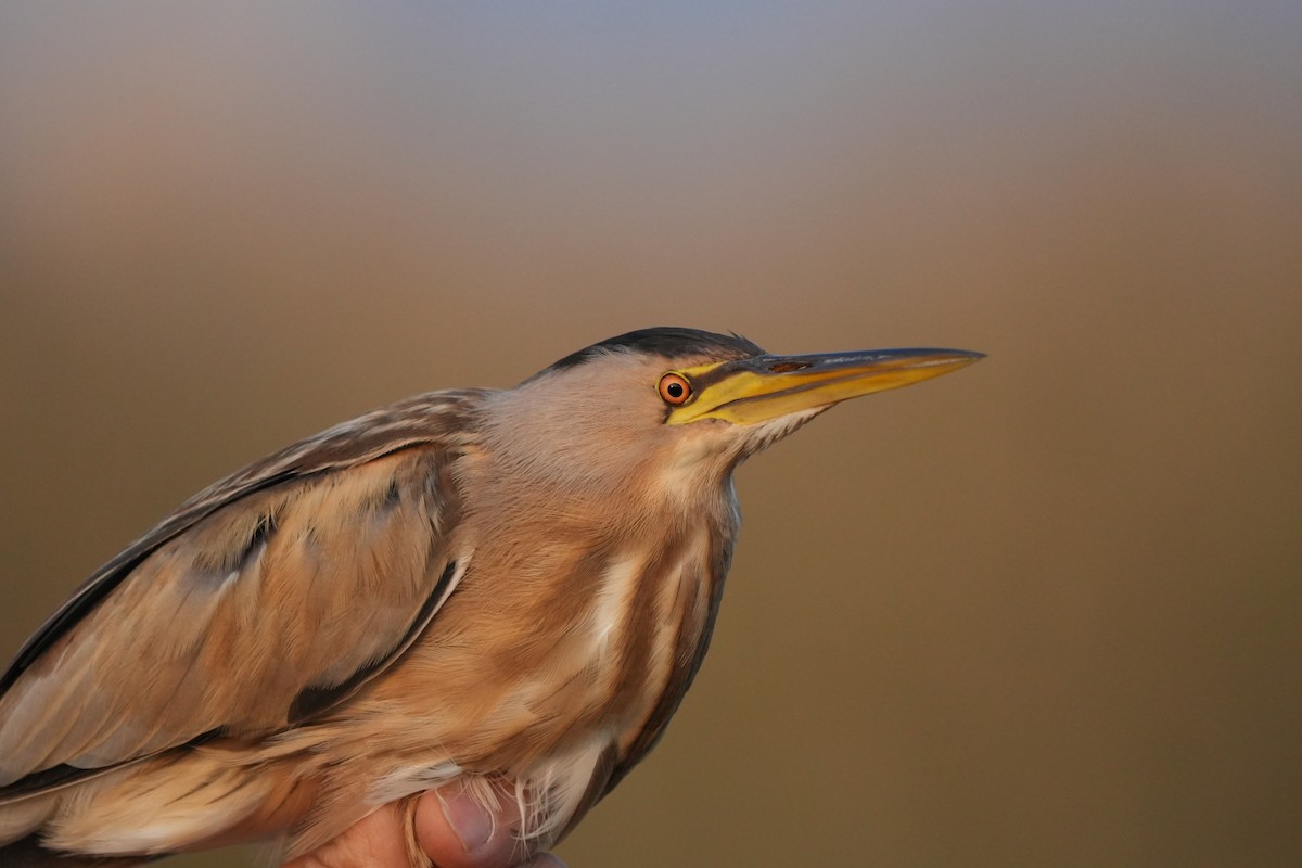 dvergrørdrum - ML647627999