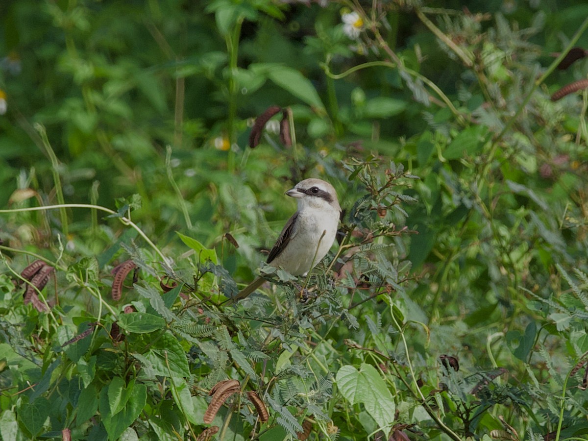 brunvarsler - ML647628000