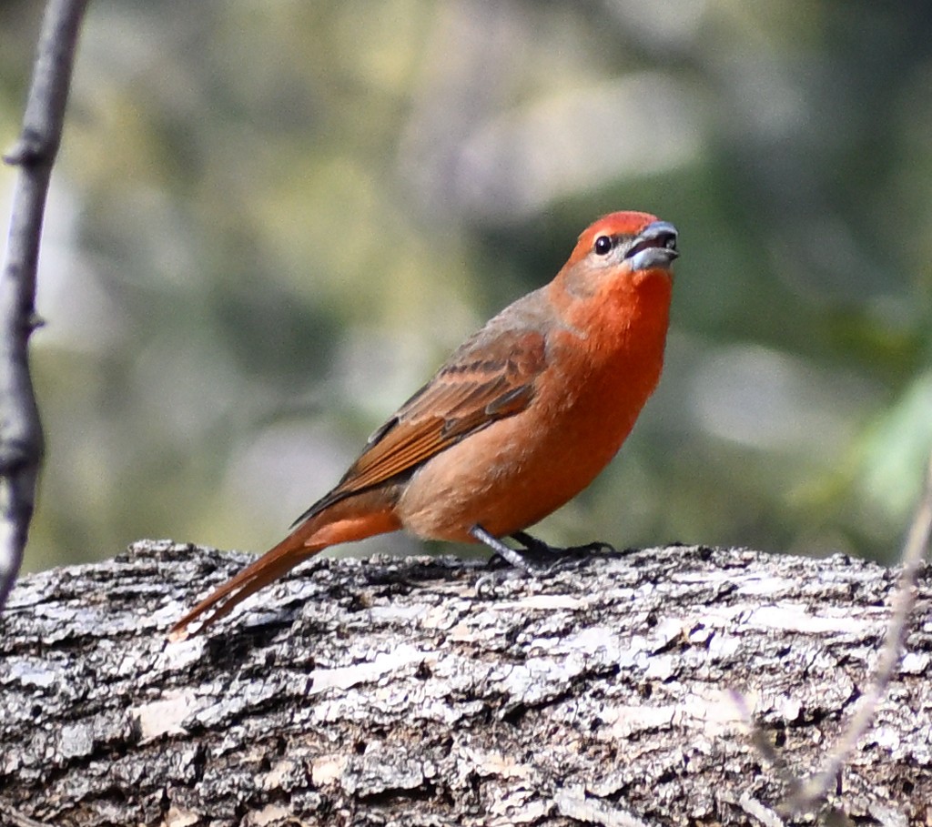 skarlagenpiranga - ML647628009