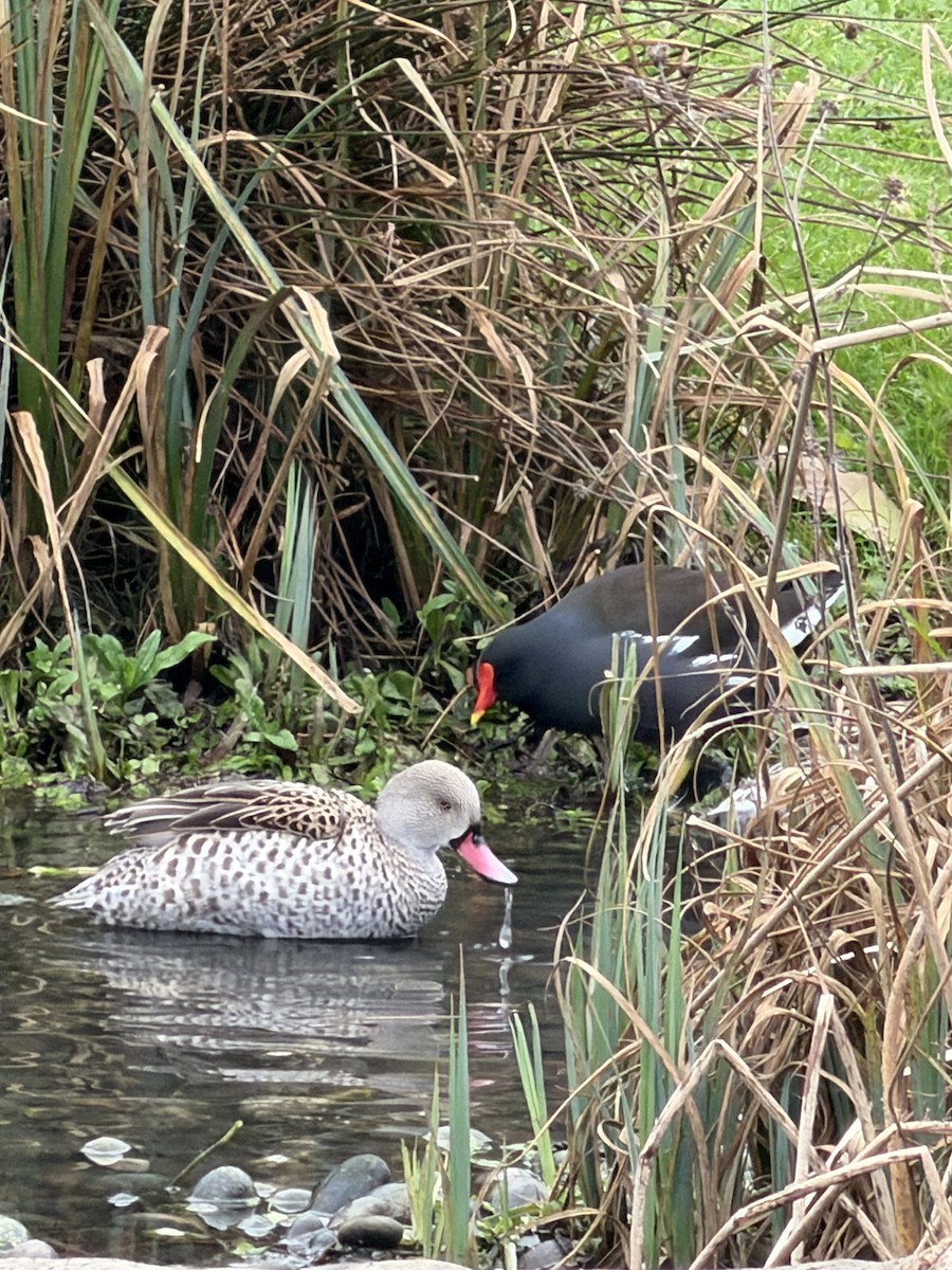 sivhøne - ML647628010