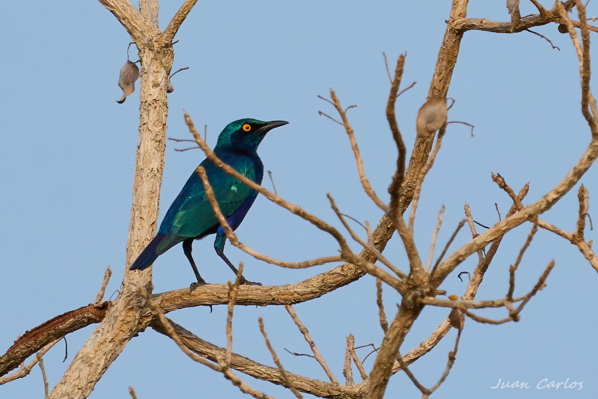 småglansstær - ML647628011