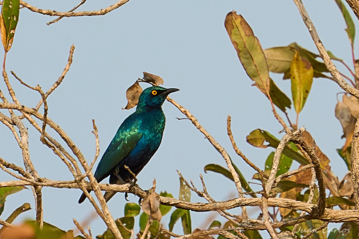 småglansstær - ML647628012