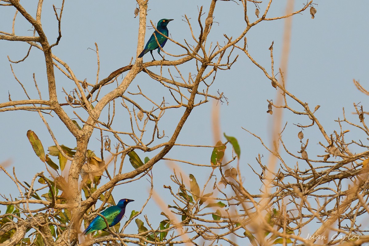 småglansstær - ML647628013