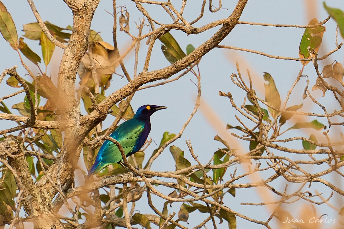 småglansstær - ML647628014