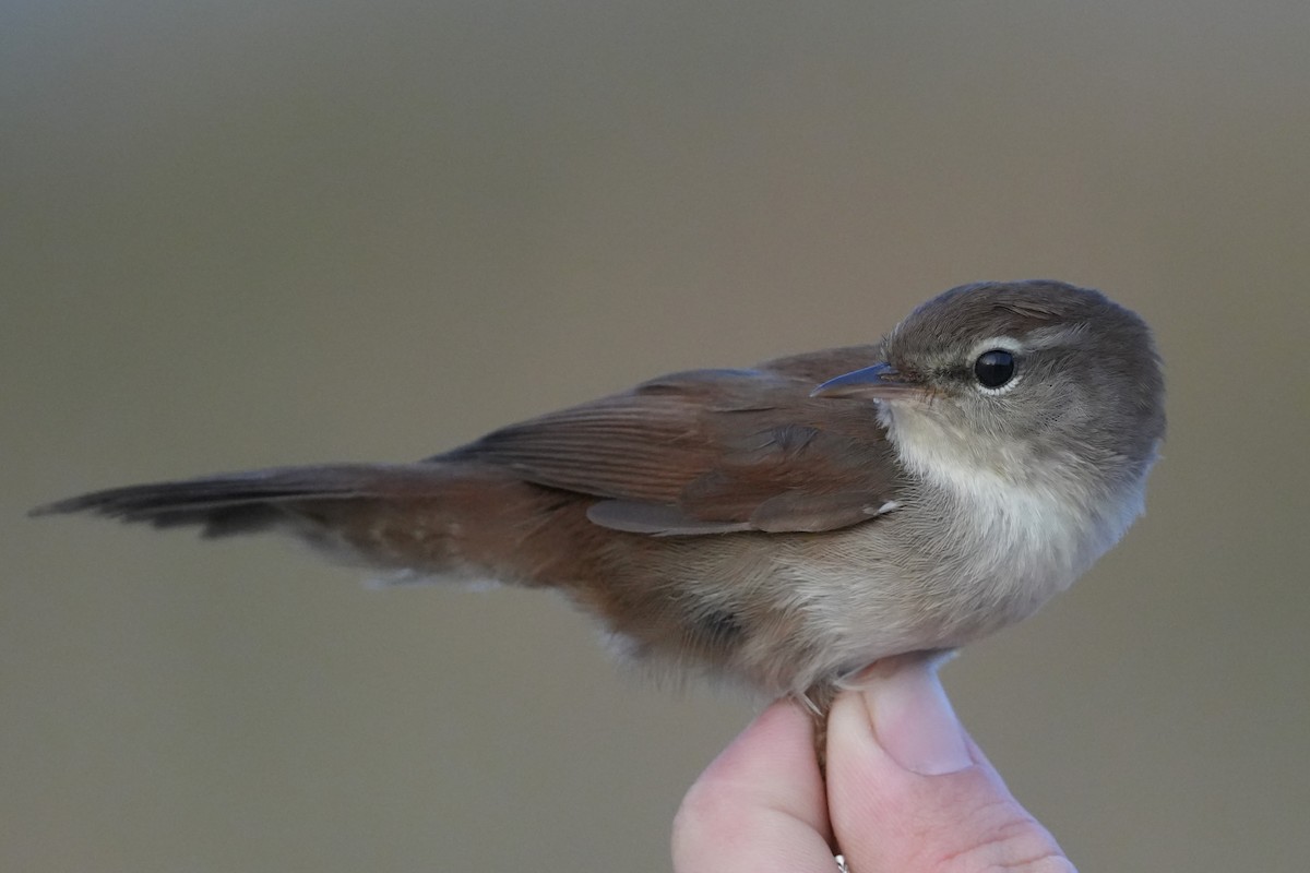 cettisanger - ML647628015