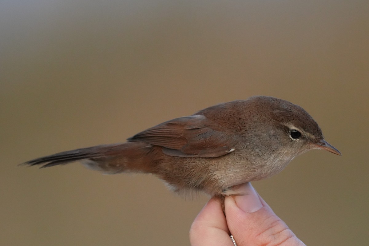 cettisanger - ML647628016