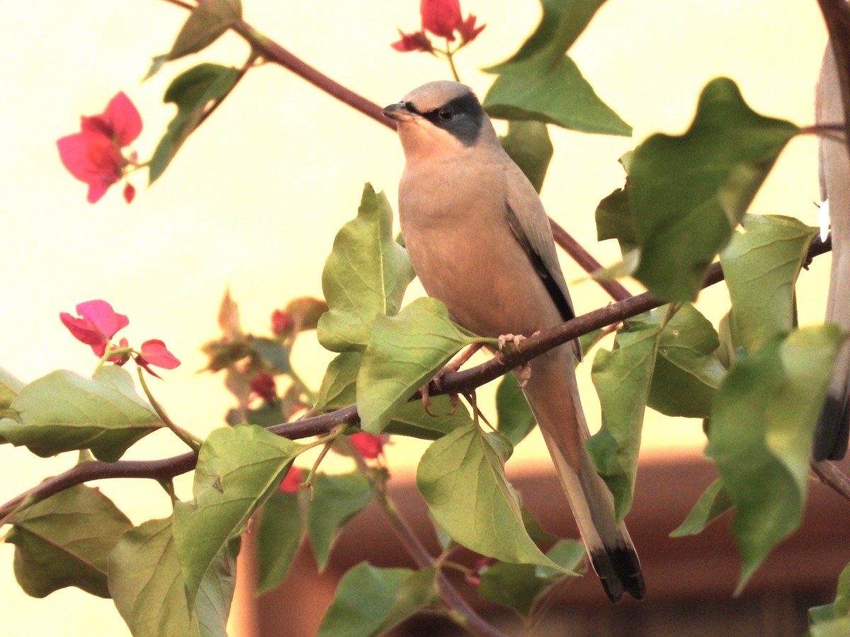 daddelfugl - ML647628017