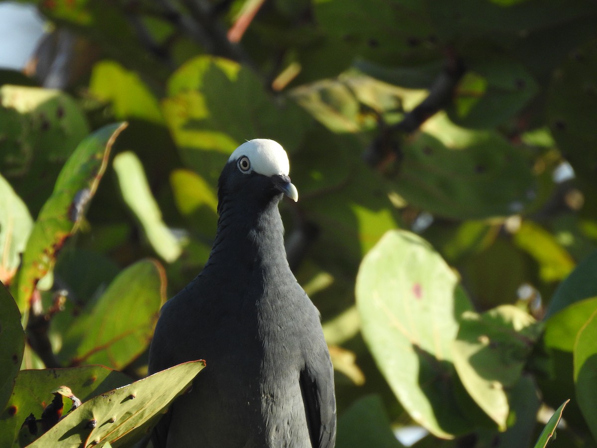 White-crowned Pigeon - ML647628018