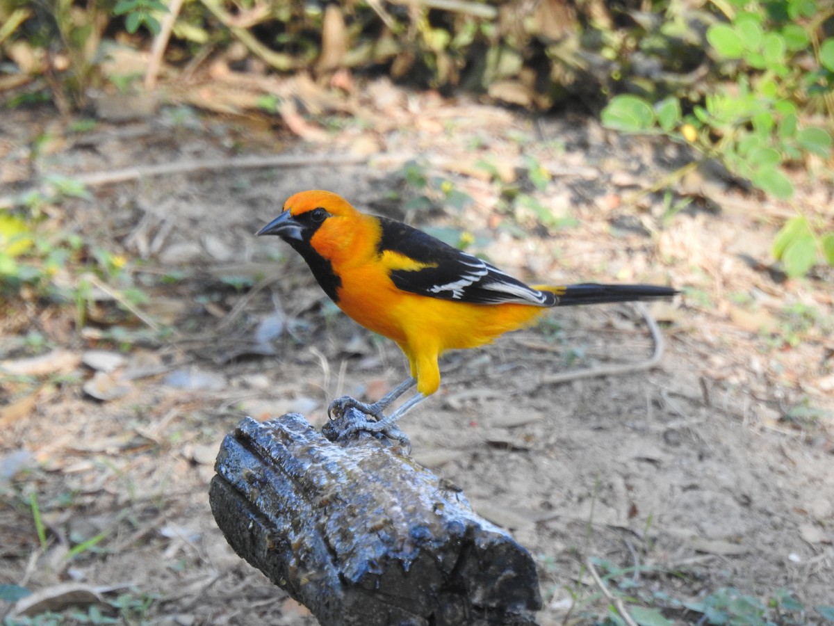 Altamira Oriole - ML647628019