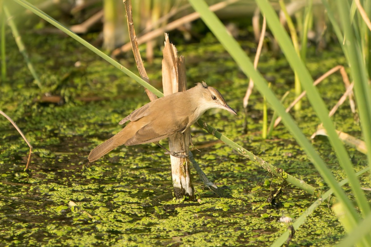 Clamorous Reed Warbler - ML647628057