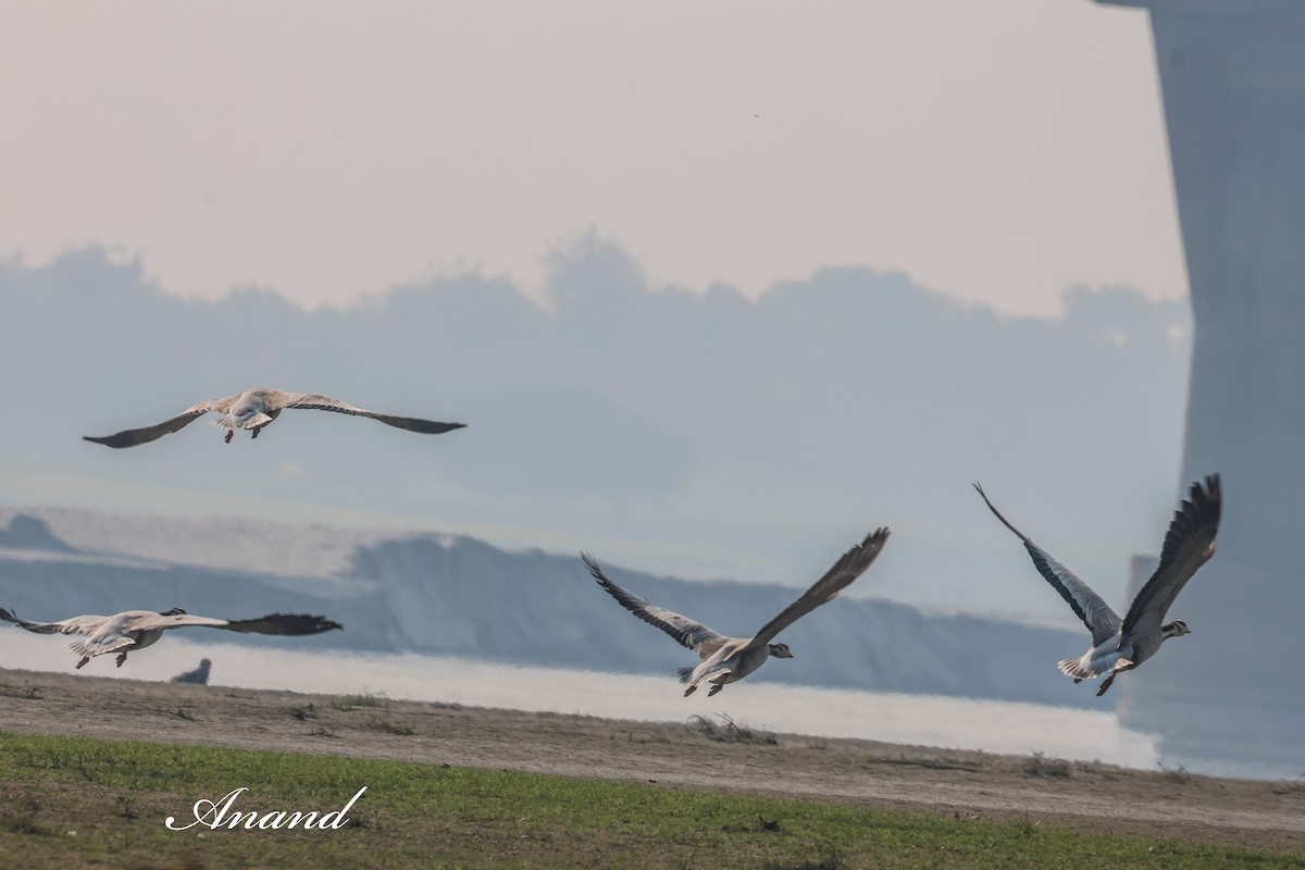 Oie à tête barrée - ML647628105