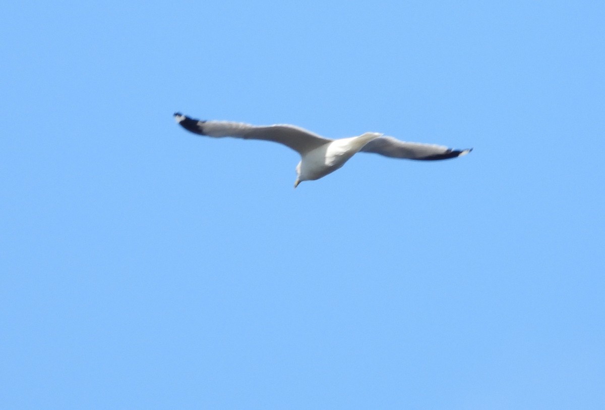 שחף עקוד-מקור - ML647628142