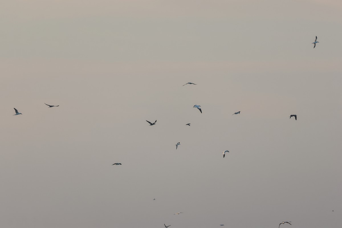 סולה מצויה - ML647628147