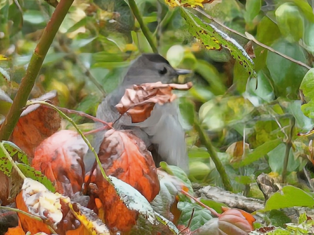 Miaulari grisa - ML647628162