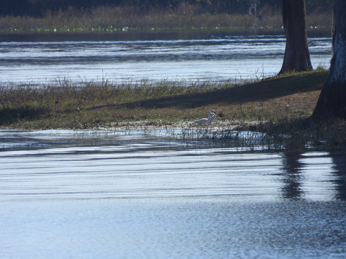 White Ibis - ML647628210
