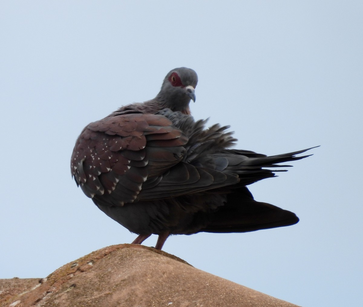 Speckled Pigeon - ML647628215