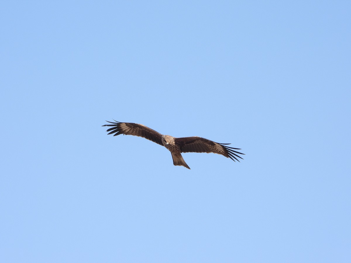 Black Kite - ML647628220