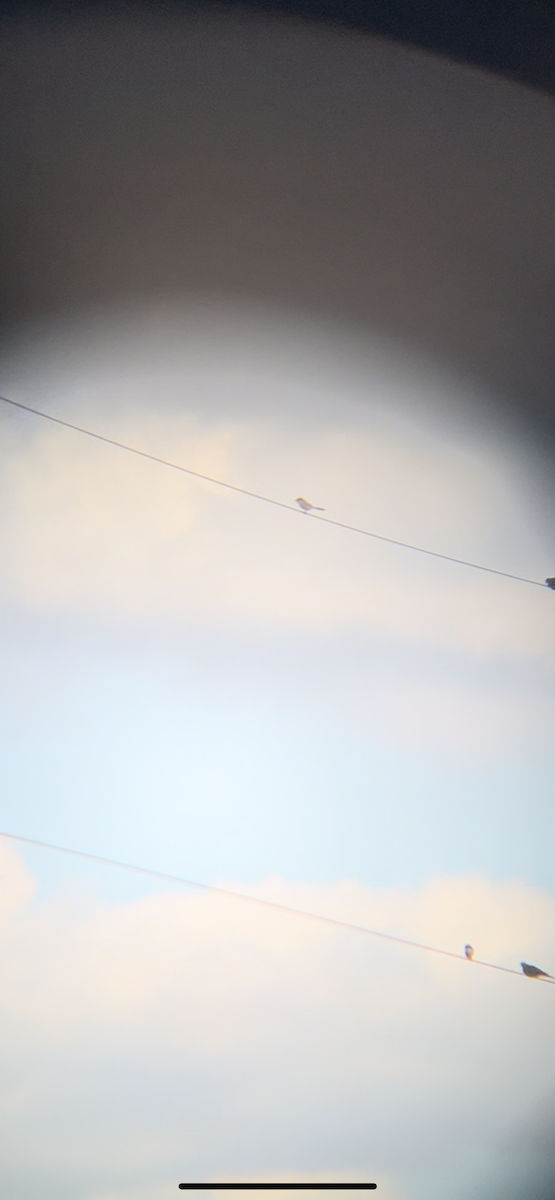 Loggerhead Shrike - ML647628245