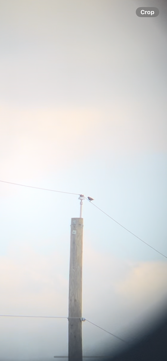 European Starling - ML647628263