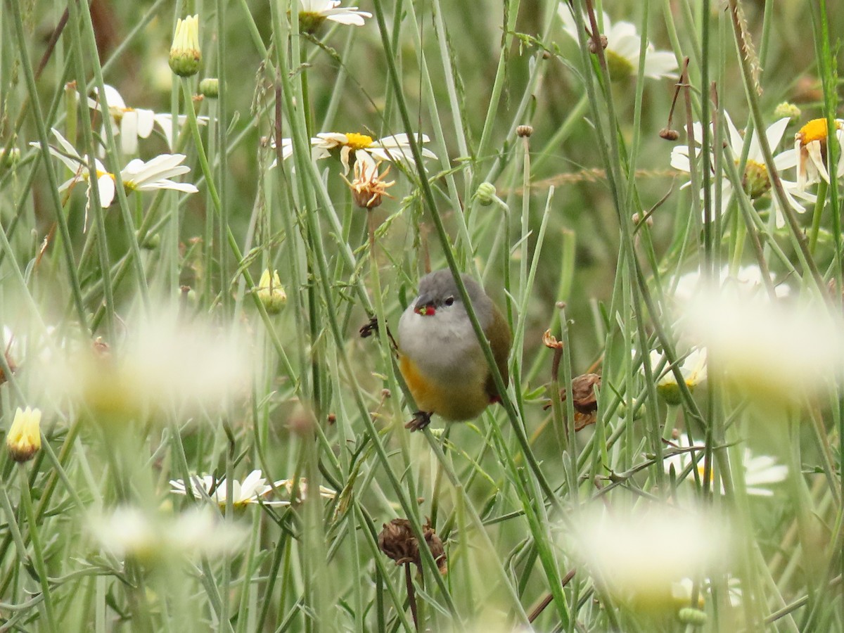 Black-crowned Waxbill - ML647628264