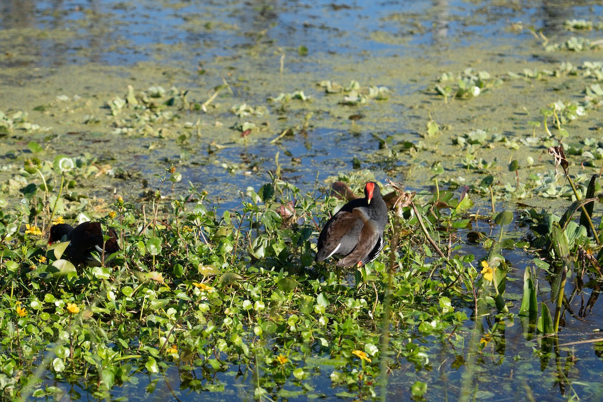 Common Gallinule - ML647628274