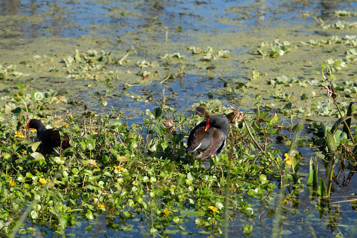 Common Gallinule - ML647628275