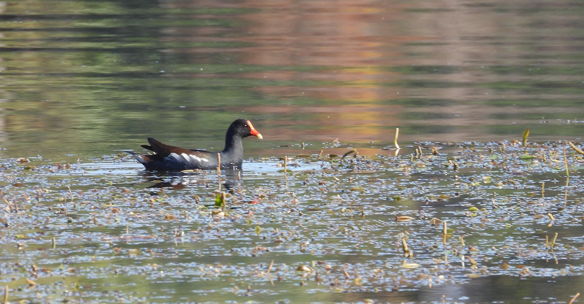 סופית אמריקנית - ML647628278