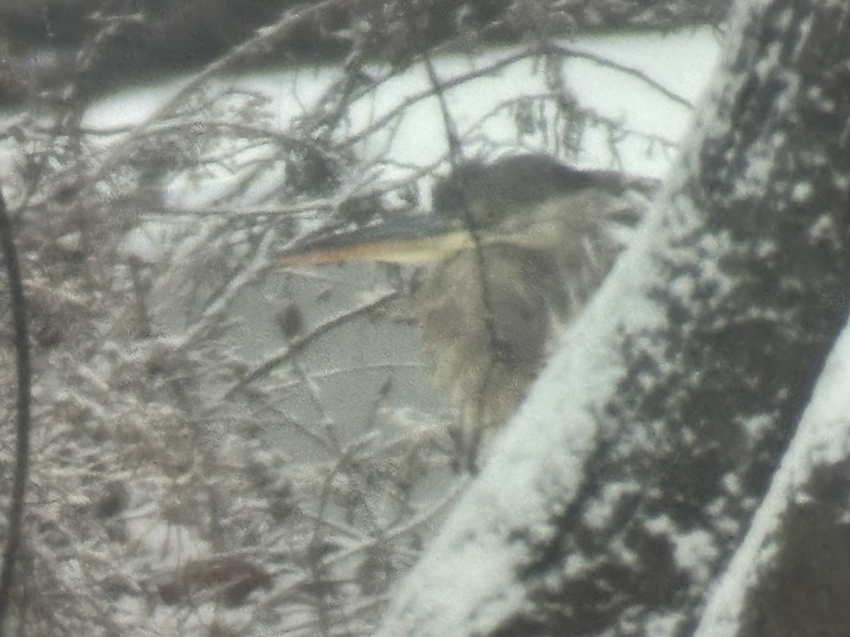 Great Blue Heron - ML647628279