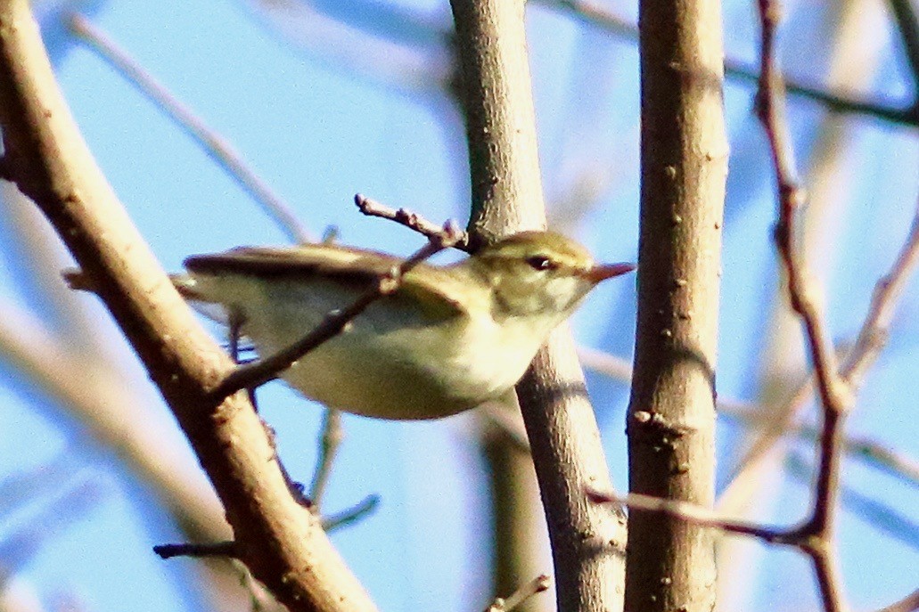 Greenish Warbler - ML647628280