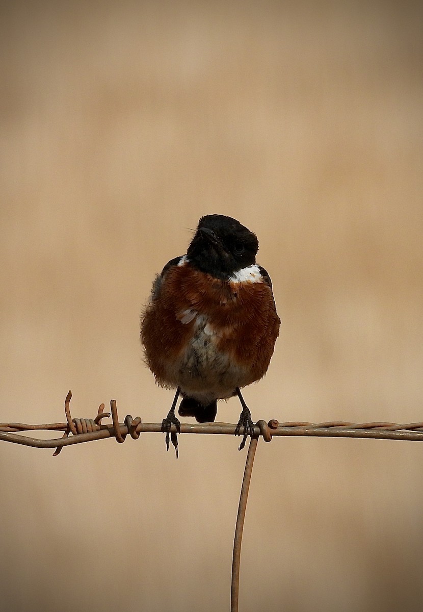 African Stonechat - ML647628285