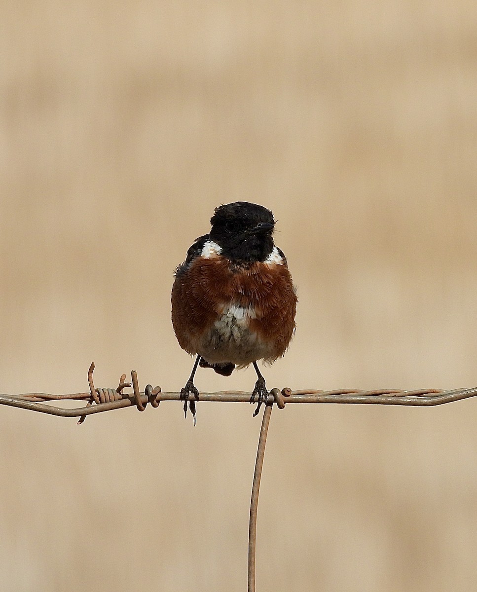 African Stonechat - ML647628286