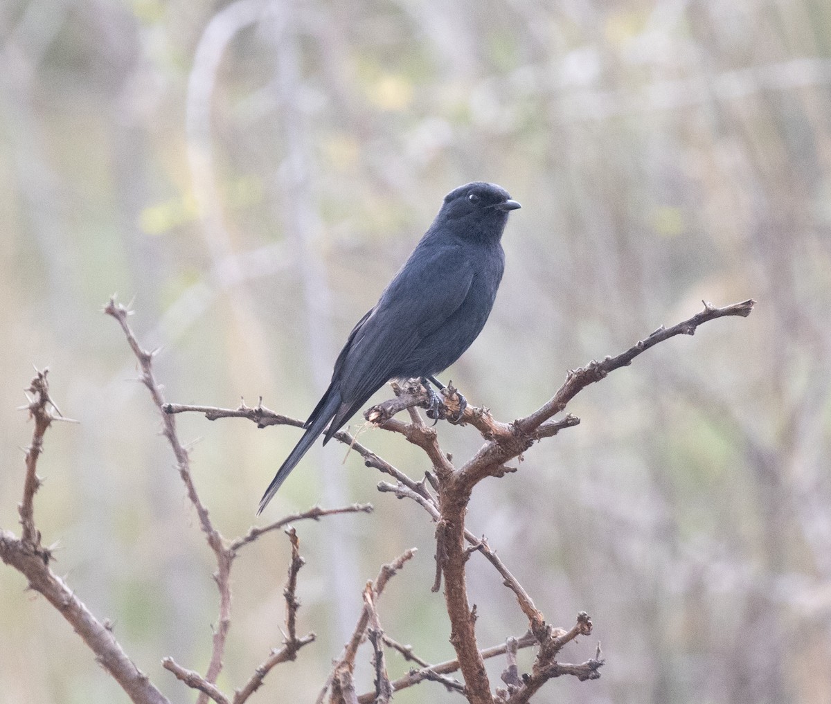 Southern Black-Flycatcher - ML647628287