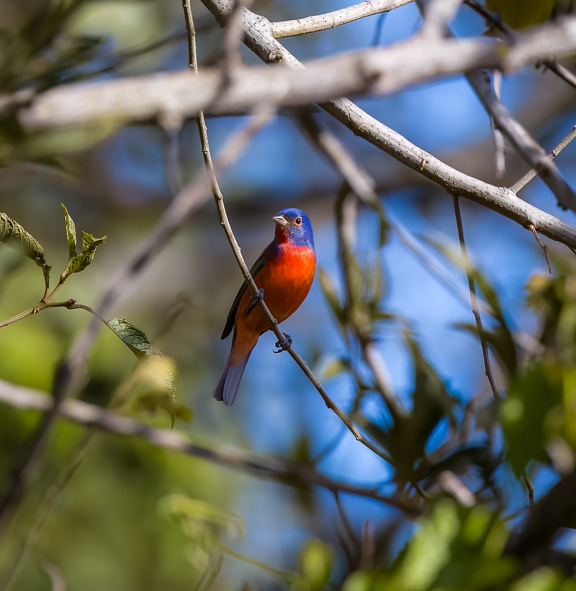 Painted Bunting - ML647628288