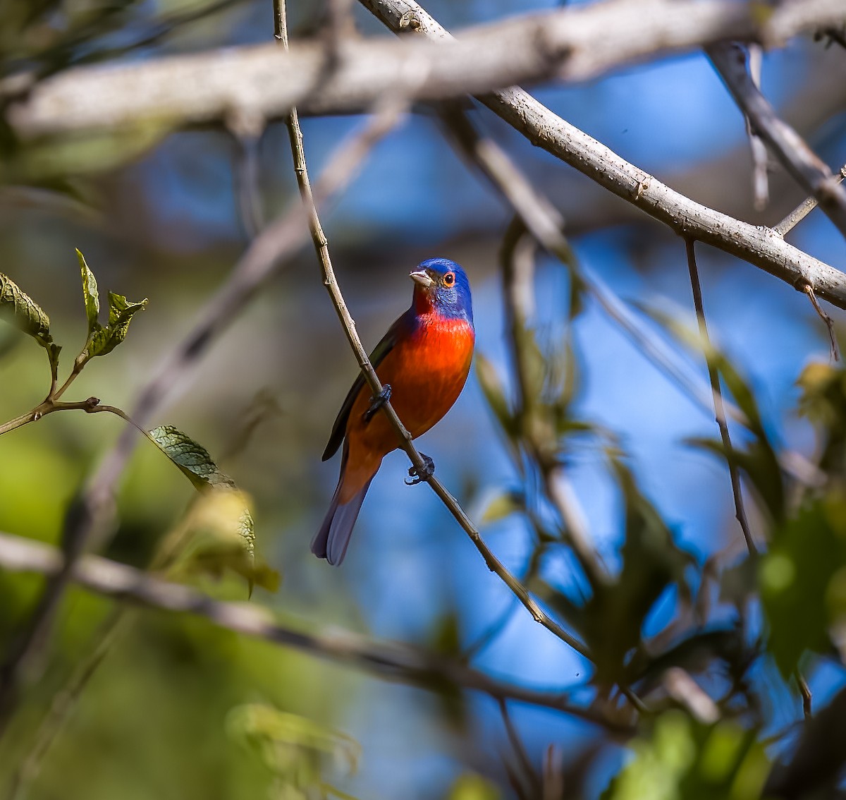 Painted Bunting - ML647628289