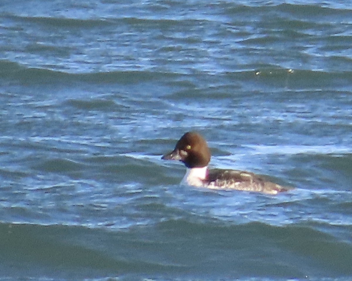 Common Goldeneye - ML647628291
