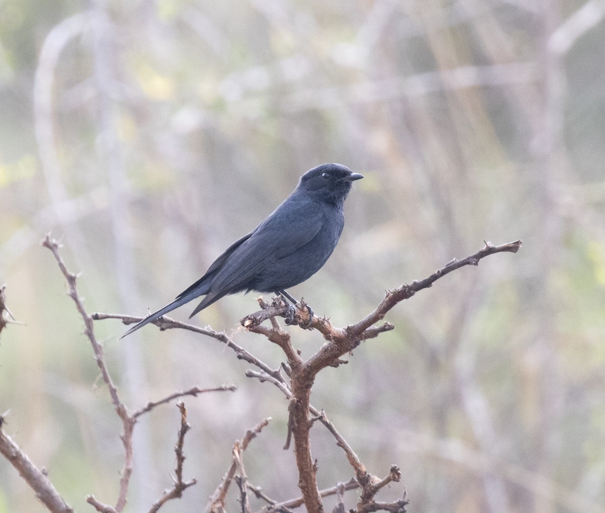 Southern Black-Flycatcher - ML647628293