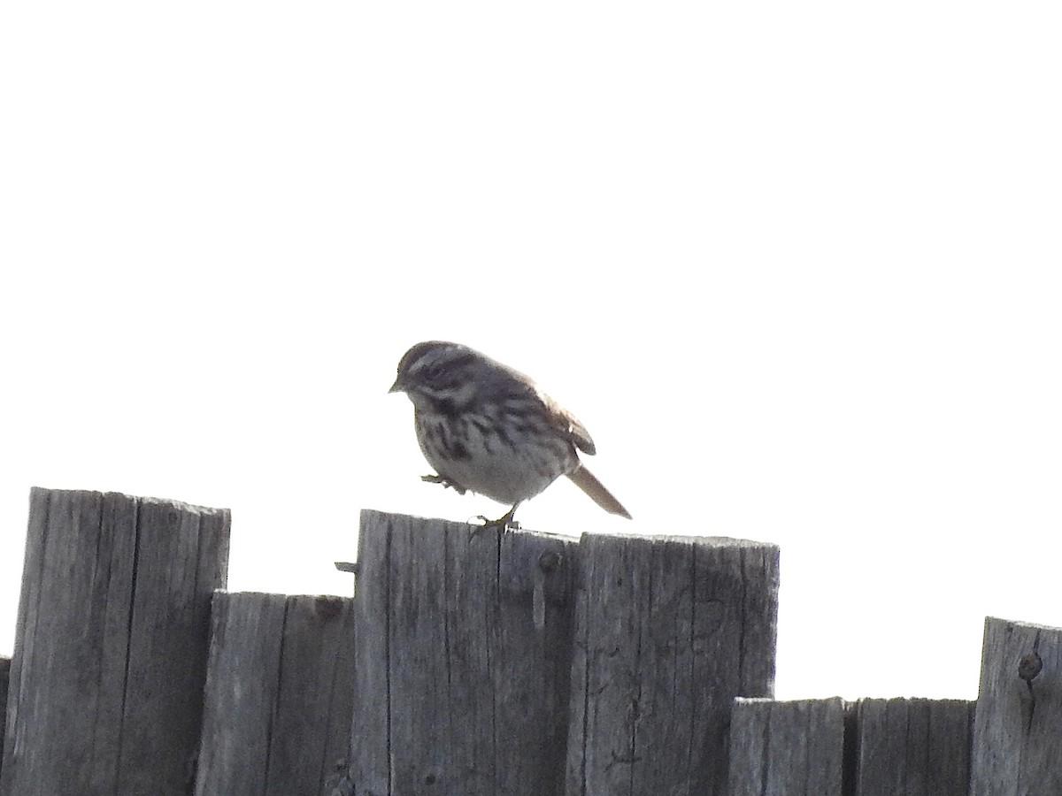 Song Sparrow - ML647628295