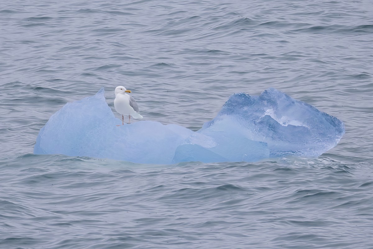 Glaucous Gull - ML647628296