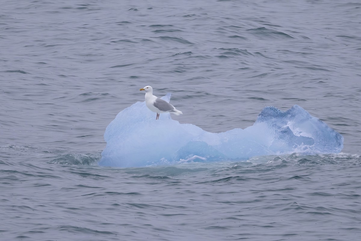 Glaucous Gull - ML647628297