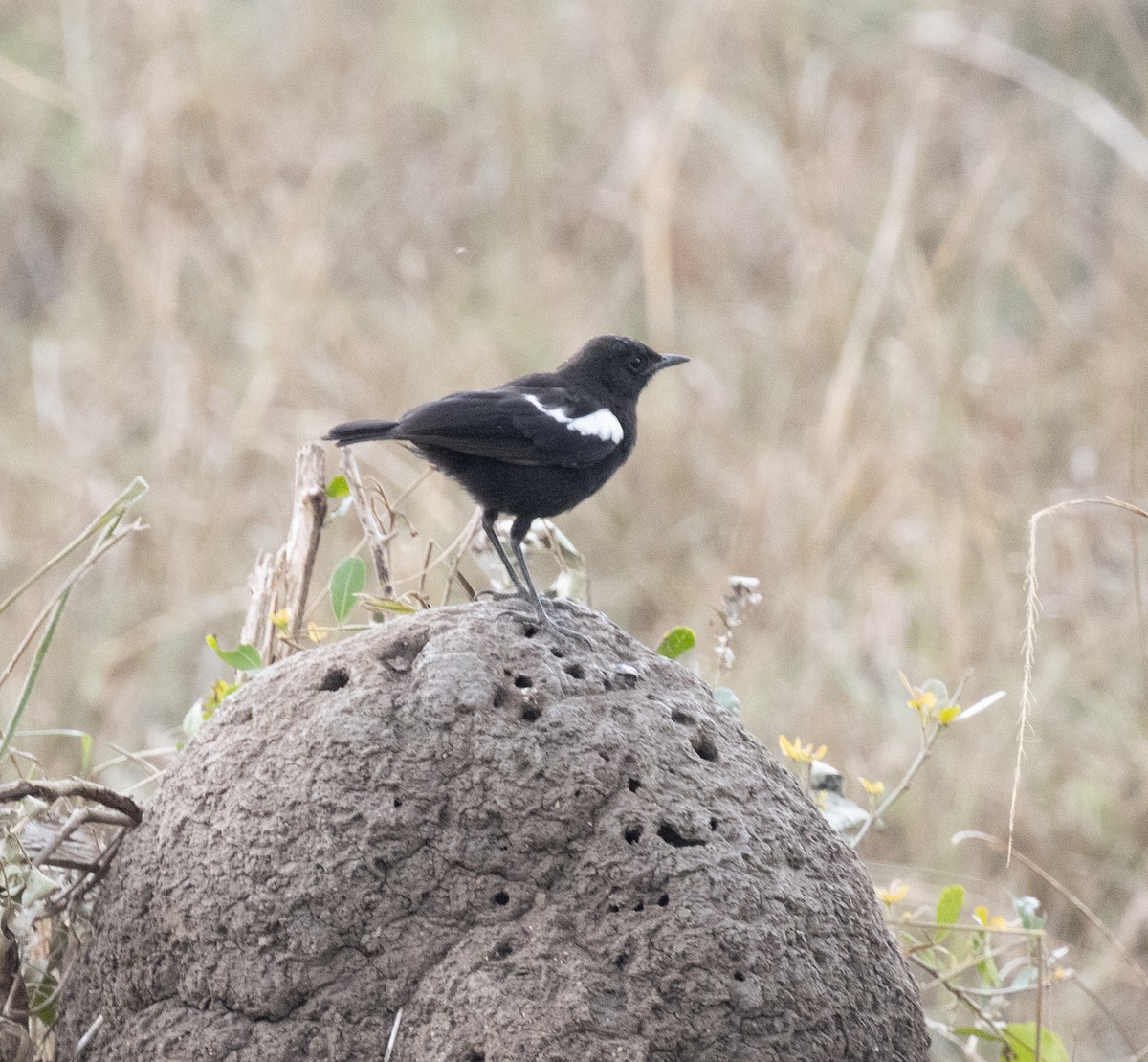 Sooty Chat - ML647628298