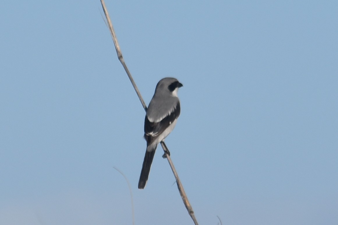 Loggerhead Shrike - ML647628304