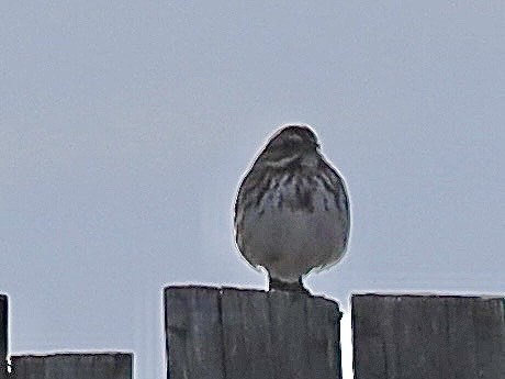 Song Sparrow - ML647628305