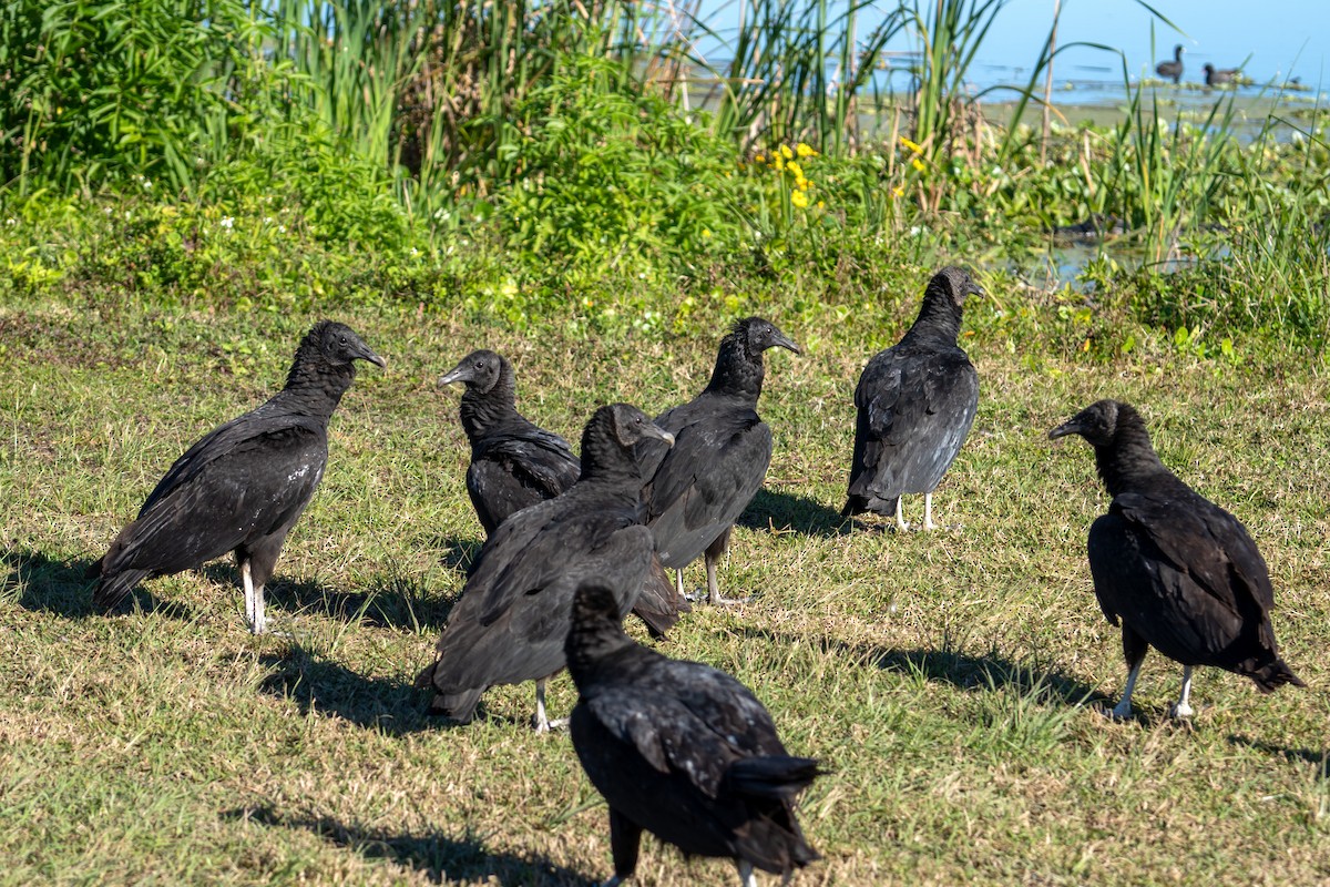 Black Vulture - ML647628306